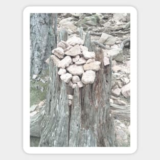 Pebbles on tree stump Sticker